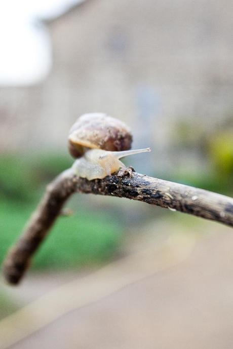 Lescargot Un petit rayon de soleil