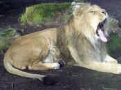 Deux lionnes s'installent budapest