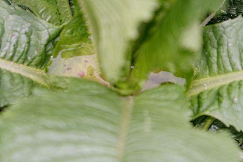 dipsacus pp romi 6 mai 029.jpg