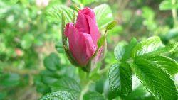 Mignonne, allons boire si…