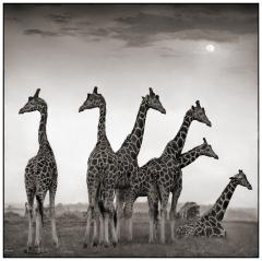 16 Giraffe Fan.jpg