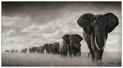 ElephantsMGD.jpg