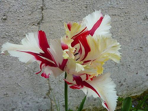 Tulipe--2-.JPG