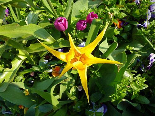 Tulipe-jaune.JPG