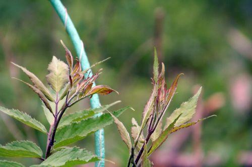 sibirica folioles romi 2 mai 029.jpg