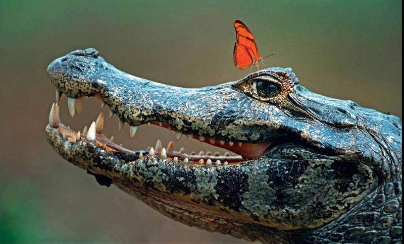 CAÏMAN PAS PEUR. Joli cliché de ce papillon qui a sans doute confondu la tête d’un alligator avec un ponton flottant. Mais leur histoire d’amour a beau être des plus photogéniques, elle n’en est pas moins contre-nature et condamnée, de ce fait, à tourner rapidement à la liaison fatale. Les sauriens du Brésil sont en effet connus pour ne pas se nourrir exclusivement de poissons, de serpents ou de cadavres d’animaux ; il leur arrive aussi de déguster des insectes. En guise d’apéritif, certes, mais avec une gourmandise accrue envers ceux qui ont l’impudence, comme celui-ci, de leur flanquer leurs pattes dans l’oeil.