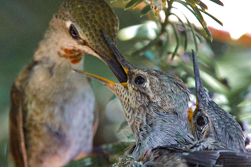 Mardi 4 mai, à Benicia en Californie, ce colibri d’Anna nourrit ses poussins du nectar des fleurs, de la sève des arbres et de très petits insectes. Ils sont âgés d’environ deux semaines et prendront leur envol très prochainement.