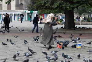 danse-des-pigeons.jpg