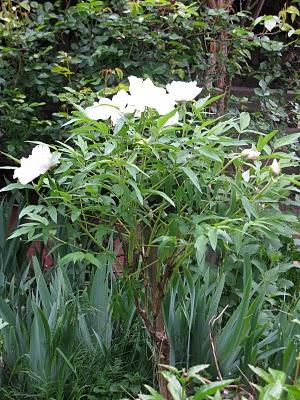 Pivoine arbustive, iris et érable japonais