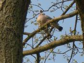 Pâle matin Février couleur tourterelle (Paul-Jean Toulet)