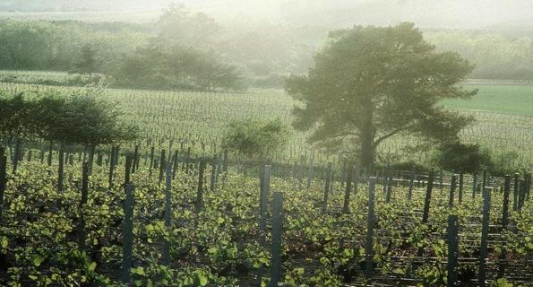 L'invention  du vin ...