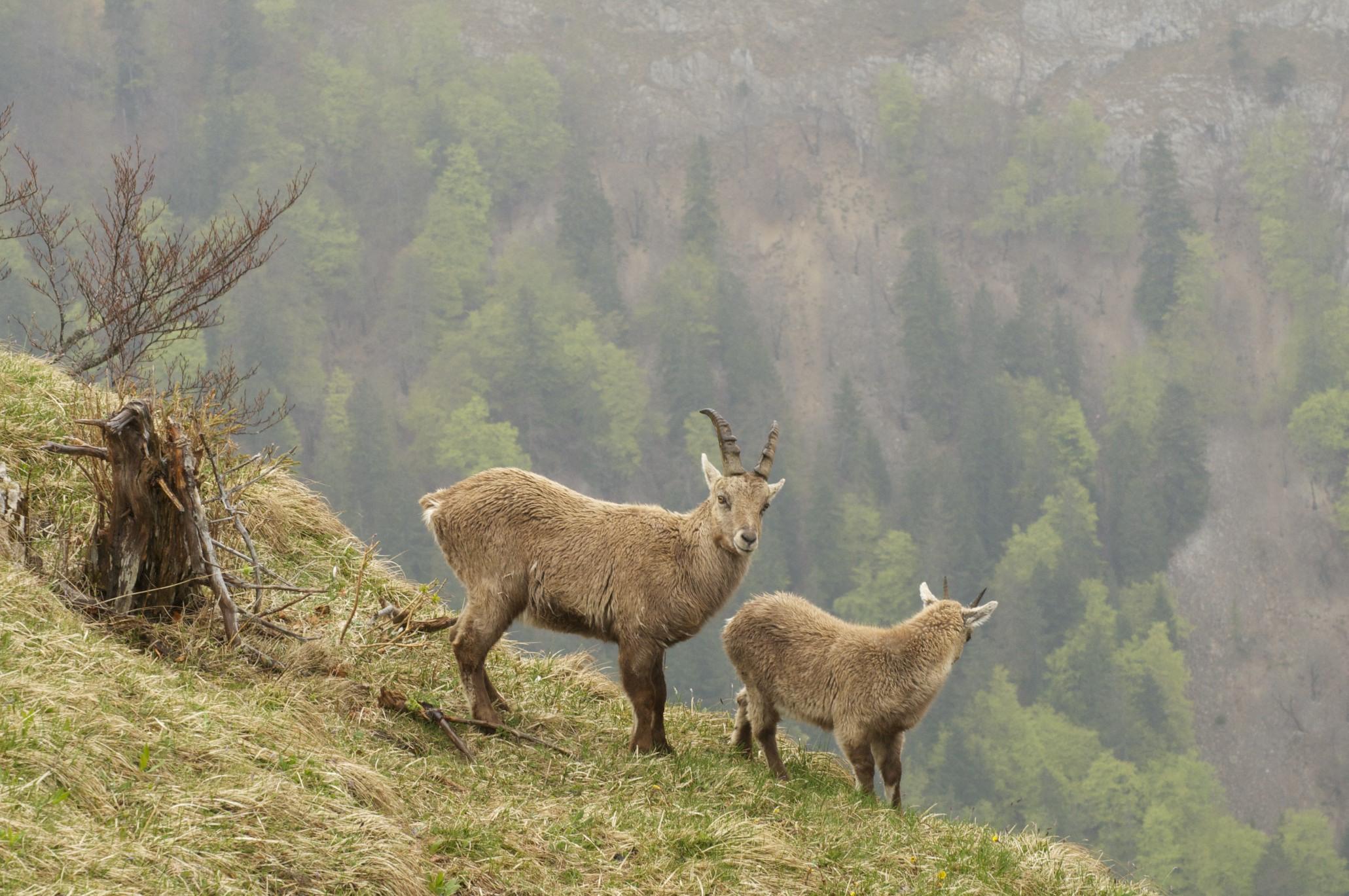 Dimanche pluvieux au Creux-du-Van