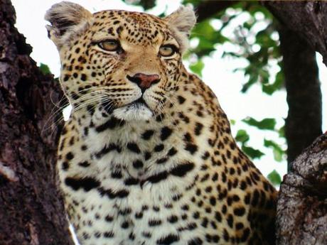 Léopard dans un arbre Léopard dans un arbre
