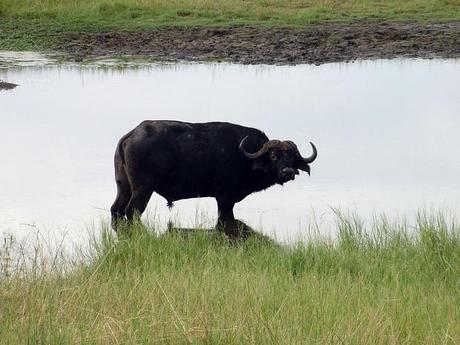 Un buffle blessé sur la route de Linyanti à Ihaha Un buffle blessé sur la route de Linyanti à Ihaha