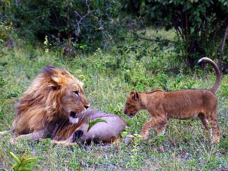 Lion et lionceau dans le parc national de Chobe