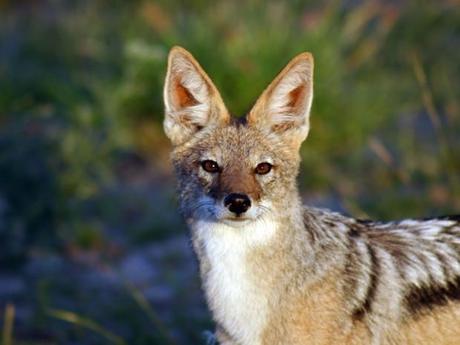 Un renard curieux dans le Kalahari Un renard curieux dans le Kalahari