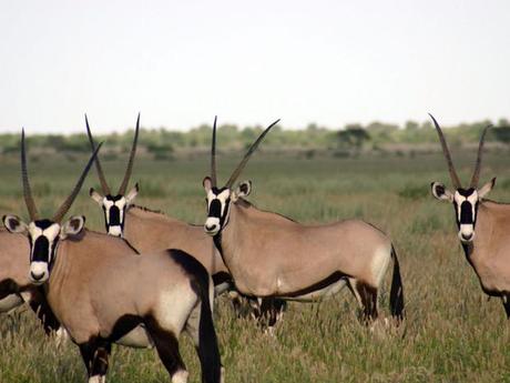Oryx dans le Kalahari
