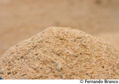 La lécithine de soja, un complément alimentaire naturel