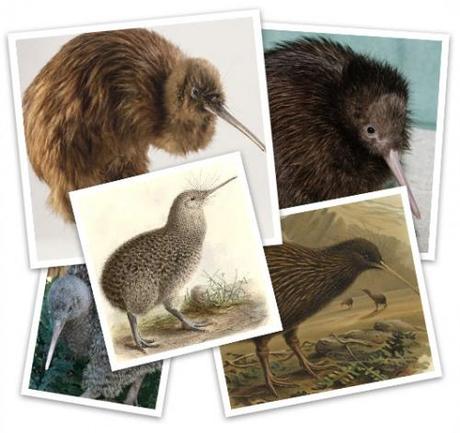Oiseaux Kiwi©