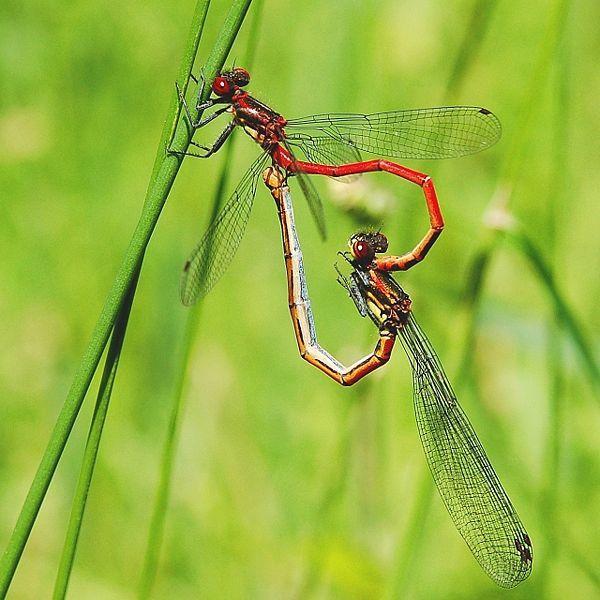 L'IMAGE DU JOUR: Grandes demoiselles rouges