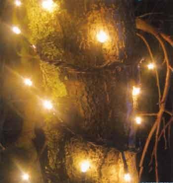 Lucio et autres lucioles despoir lucioleprolfixeclair1.jpg