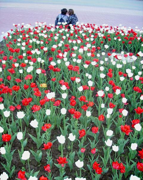 Nemiga,Minsk, tulipes par Julie Novik
