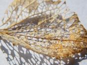 DECOUVERTE ...Ouvrir l'Oeil &amp; bonPartir reche...