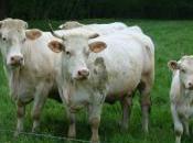 Quand technologie s’égare