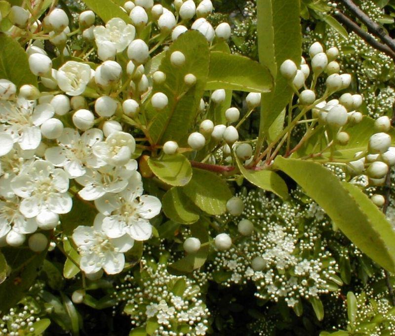 Les mots du poète (Joubert)