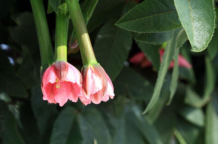 Maracuja banana passionfruit blossom tacso