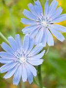 De l'eau chaude et des herbes, tout simplement...