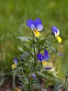 De l'eau chaude et des herbes, tout simplement...