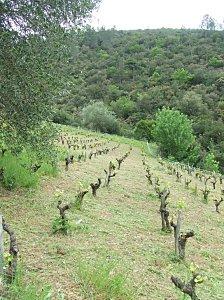 fauché mourvedre mai 2010