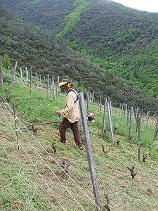 nettoyage Clos du Curé mai 2010