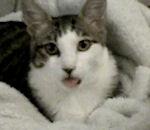 vidéo chaton téter air