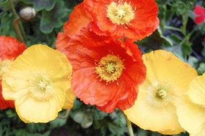 Mon mois... pour toi