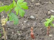 Essai plants vigne mycorhizés