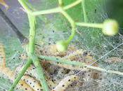 chenilles sont HYPONOMEUTES