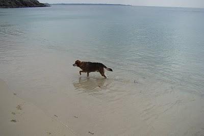 Le  chien marron  au Corsen