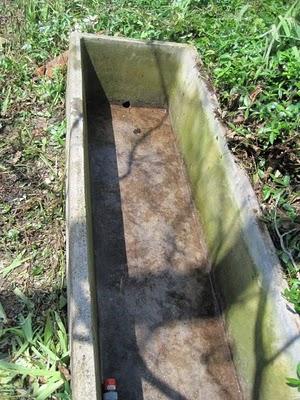 Abreuvoir et mésanges