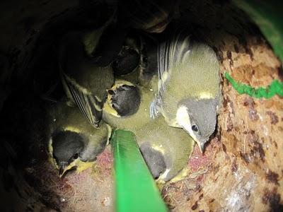 Abreuvoir et mésanges