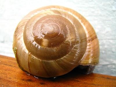 Les Citoyens de la RAAAAEncore un nouveauPamphile est là aussi !