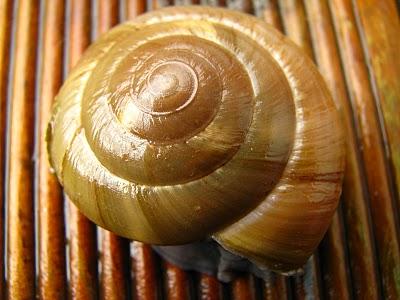 Les Citoyens de la RAAAAEncore un nouveauPamphile est là aussi !