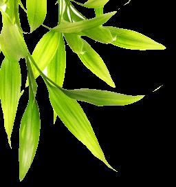 Tartelettes à la Mangue parfumées au gingembre