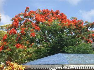 Flamboyant_guadeloupe