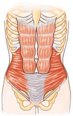 Primordiaux les abdominaux