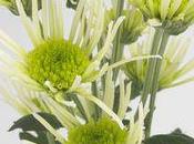 nouveau chrysanthème santini Anura Green