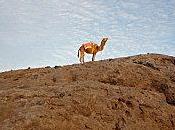 Sahara blues dromadaire