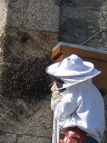 blog-abeilles-sauvetage.jpg