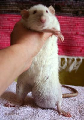 Rate avec une tumeur -cancer- mammaire